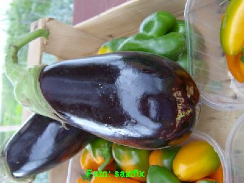 Aubergine Black Beauty - Bio Saatgut