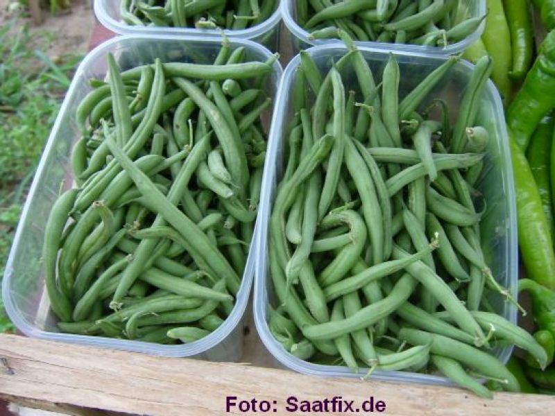 Buschbohnen Stanley