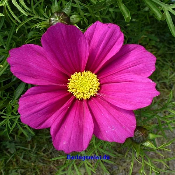 Cosmos bipinnatus Casanova Mix - ungebeizt