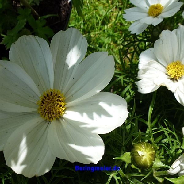 Cosmos bipinnatus Casanova Mix - ungebeizt
