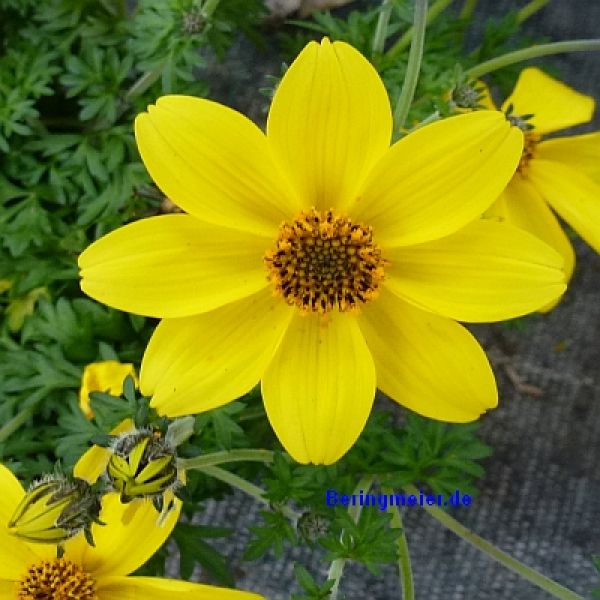 Cosmos sulphureus Limara Lemon - ungebeizt