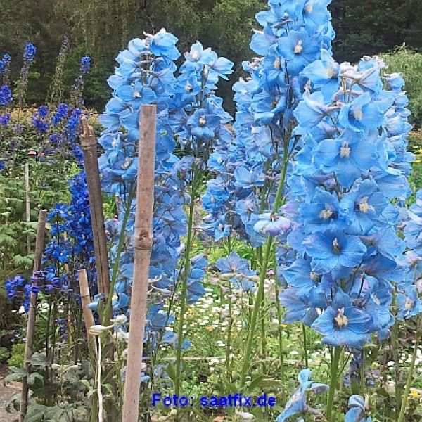 Delphinium Exquisit Mischung - ungebeizt