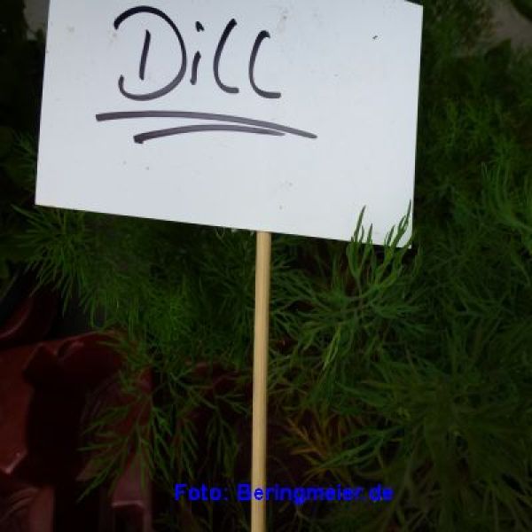 Dill Thalia - Bio