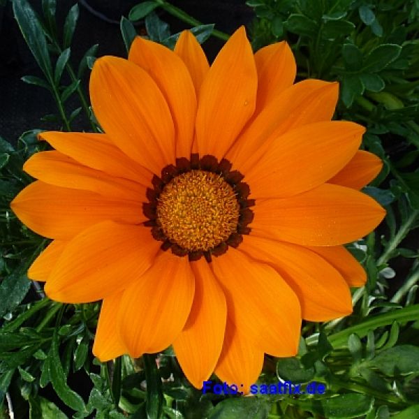 Gazania rigens Talent Mix - ungebeizt
