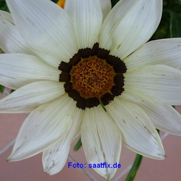 Gazania rigens Talent Mix - ungebeizt