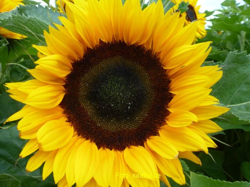 Sonnenblumen Sunrich Orange DMR 5-6 - ungebeizt