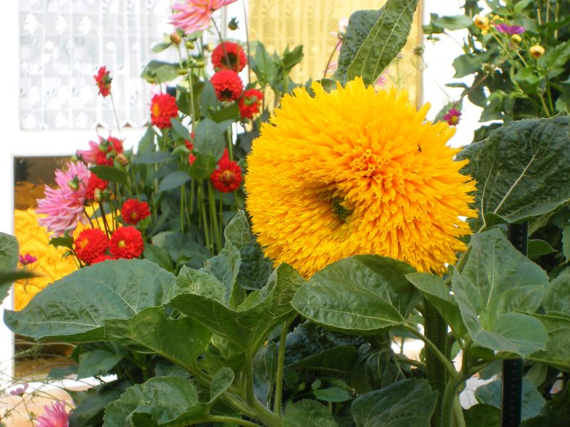 Sonnenblumen Hohe Sonnengold - ungebeizt