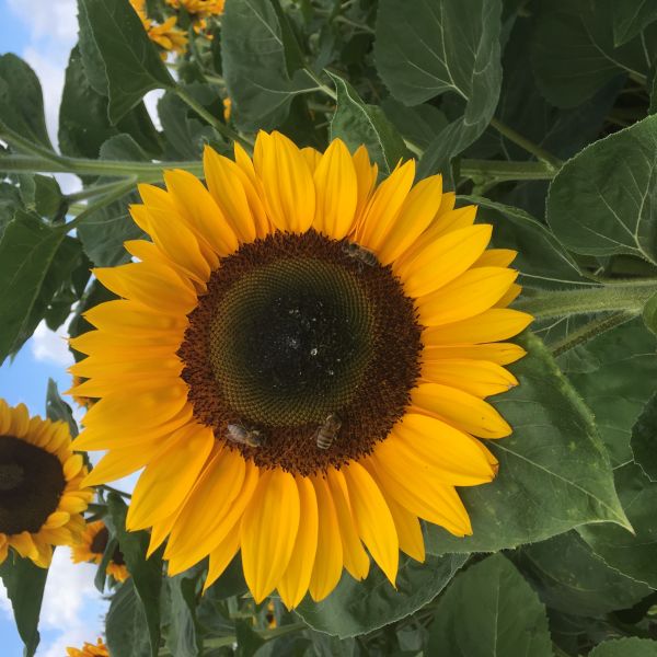 Sonnenblumen (Helianthus annuus) Suntastic F1 - ungebeizt