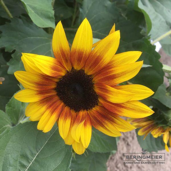 Helianthus annuus Ring of Fire