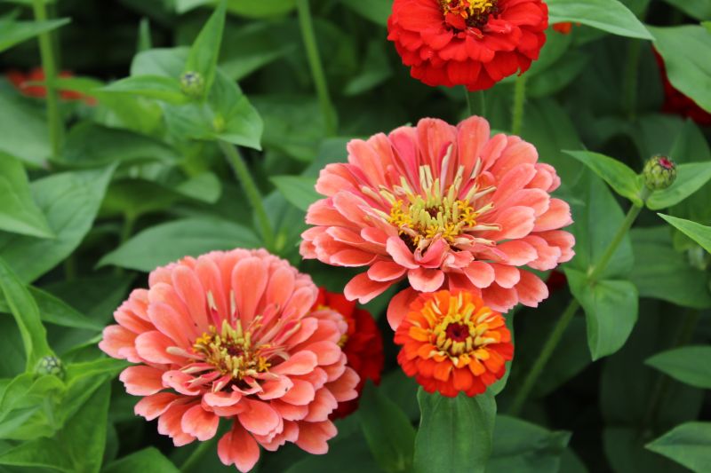 Zinnia elegans Zinnita Rose - ungebeizt