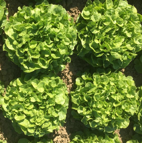 Grüner Eichblattsalat Kiela (Treib) - Bio