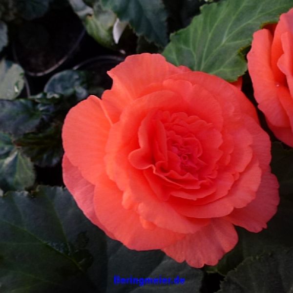 Begonia tuberosa Nonstop F1 Deep Rose - ungebeizt
