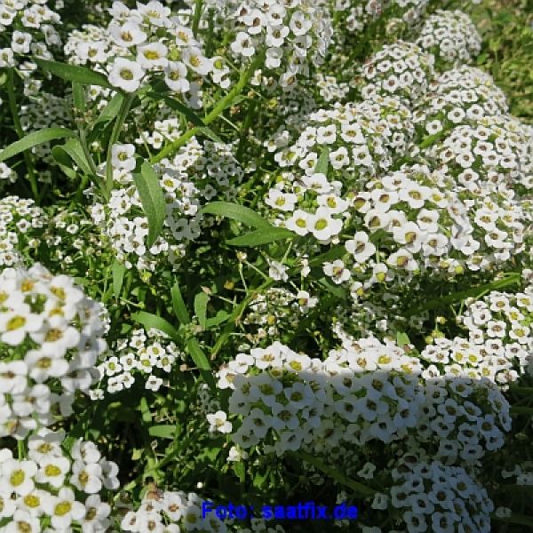 Lobularia maritima Easter Bonnet White - ungebeizt