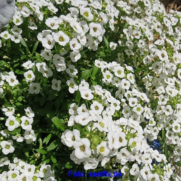 Lobularia maritima Easter Bonnet White - ungebeizt