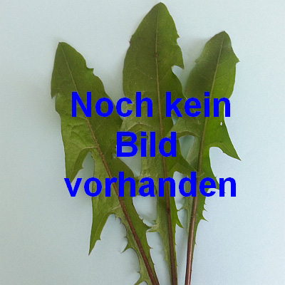 Möhren Merida F1 - Bio