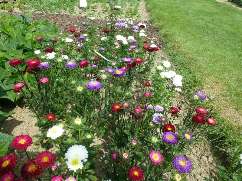 Callistephus chinensis Gala Mix - ungebeizt