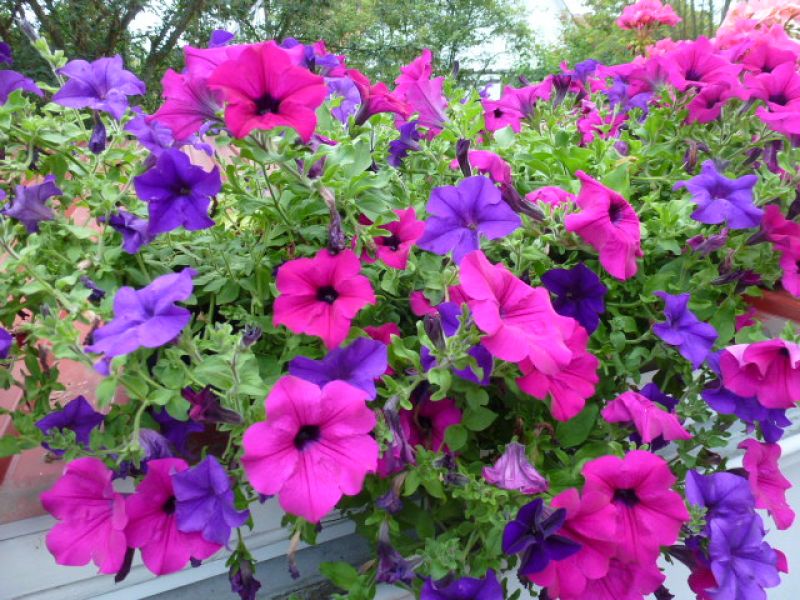 Petunia grandif. SUCCESS F1 TR Maxi Mix - pilliert