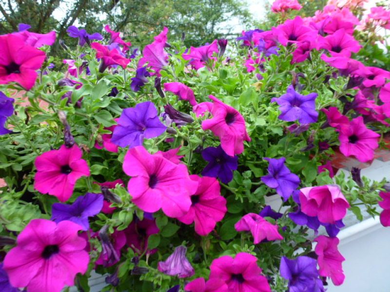 Petunia grandiflora SUCCESS F1 360° Mix - ungebeizt