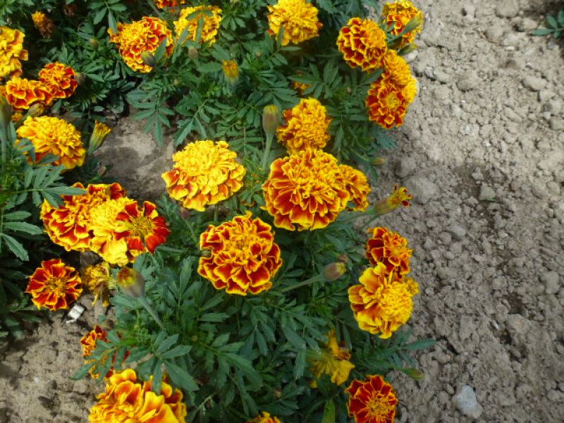 Tagetes patula Super Hero Yellow Bee - ungebeizt