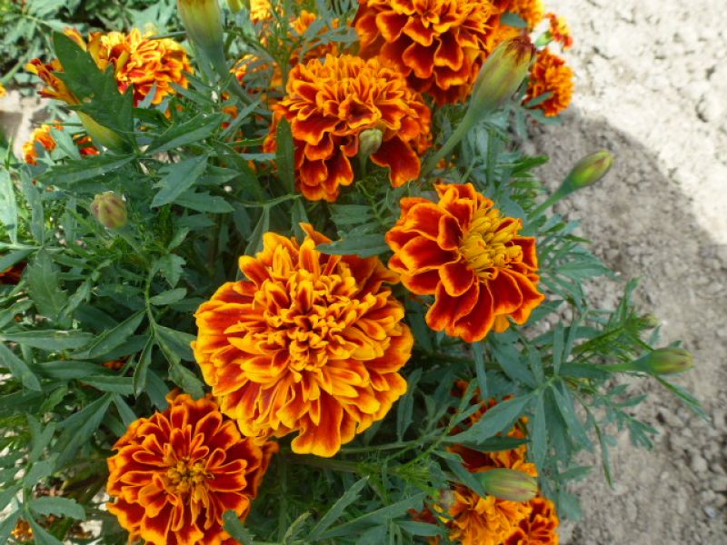 Tagetes patula Bonanza Flame - ungebeizt
