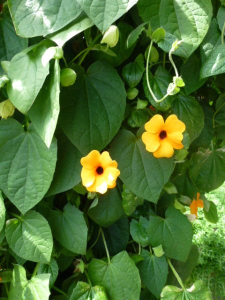 Thunbergia alata Susi Mix - ungebeizt
