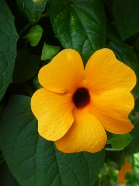 Thunbergia alata Susi Yellow Eye - ungebeizt