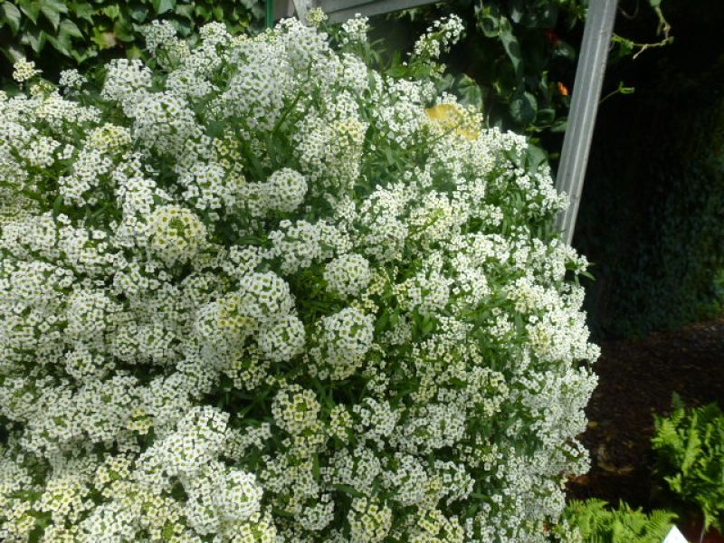 Lobularia maritima Easter Bonnet White - ungebeizt