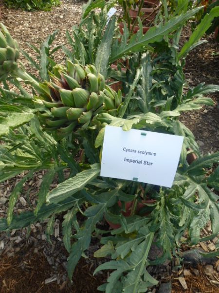 Artischocke Imperial Star - ungebeizt