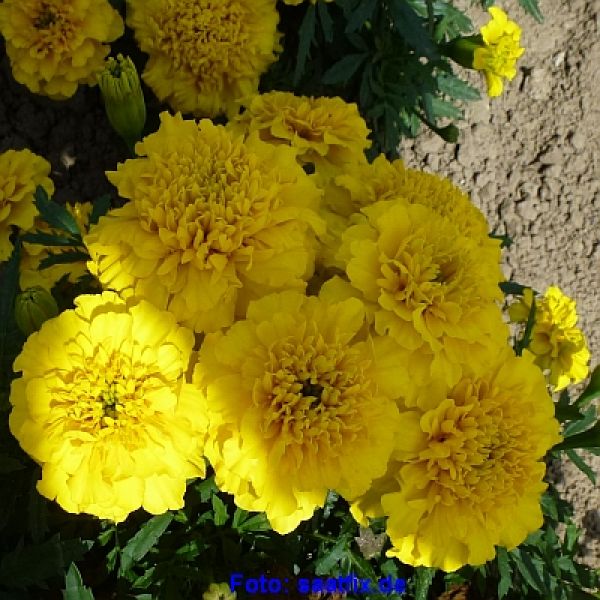 Tagetes patula Super Hero Deep Yellow - ungebeizt