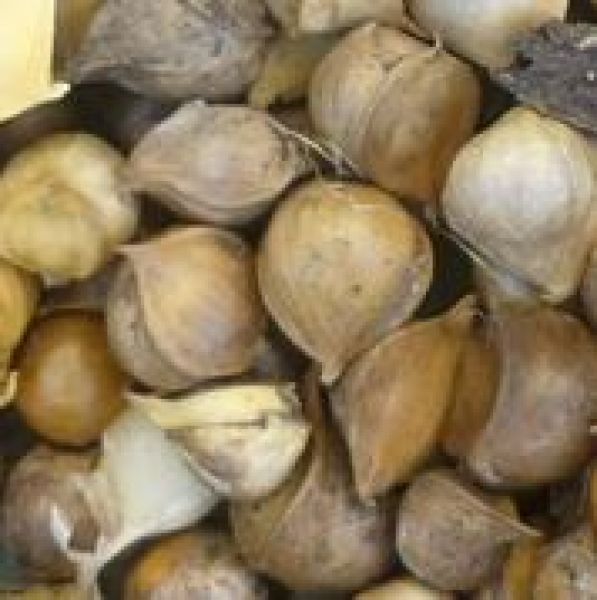 Allium ampeloprasum - Elefantenknoblauch - ungebeizt