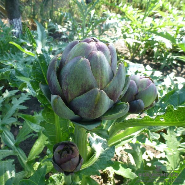 Artischocke Olympus F1 - ungebeizt