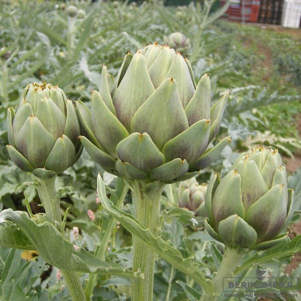 Artischocken Vert de Provence - bio