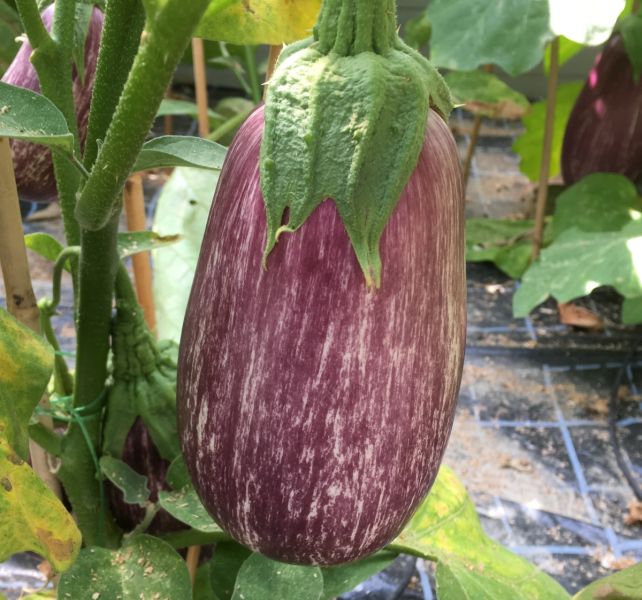 Aubergine Angela F1