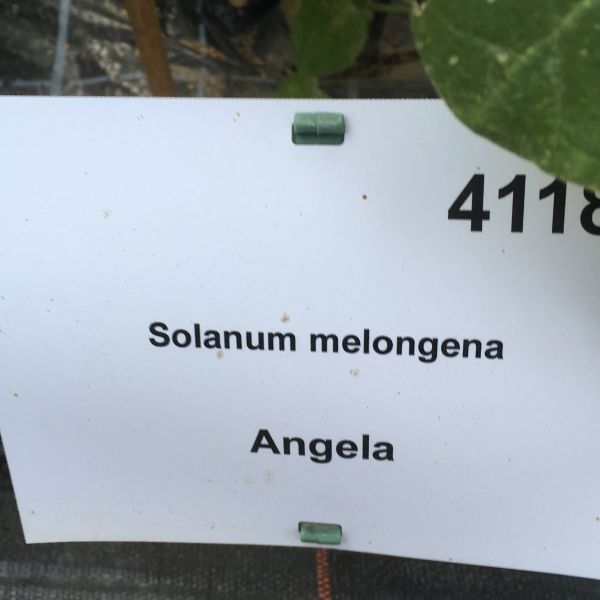 Aubergine Angela