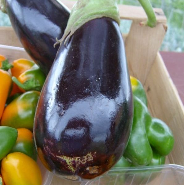 Aubergine Anet F1 - Bio