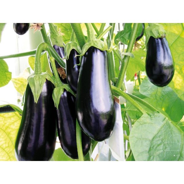 Aubergine Cristal F1 - Bio