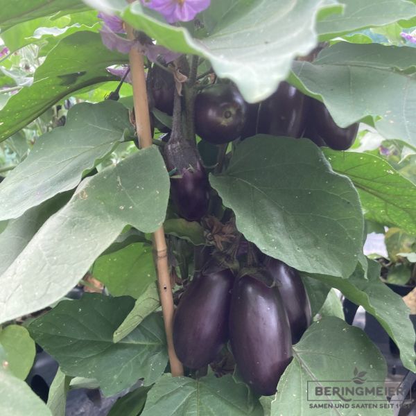 Aubergine Luzia - bio