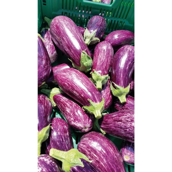 Aubergine Nerea F1 - Bio