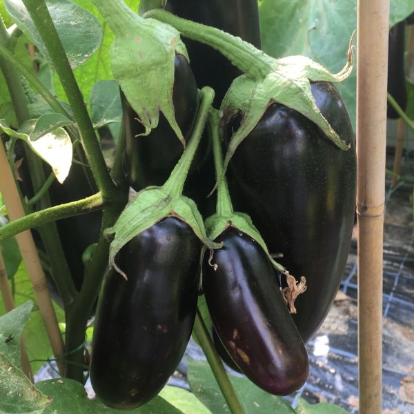 Aubergine Lemmy F1