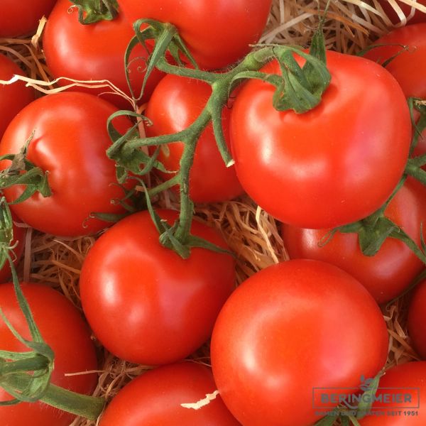 Tomaten Phantasia F1