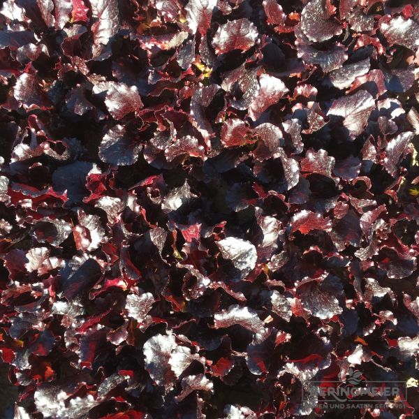 Babyleaf Salat Diablotin (Roter Batavia)