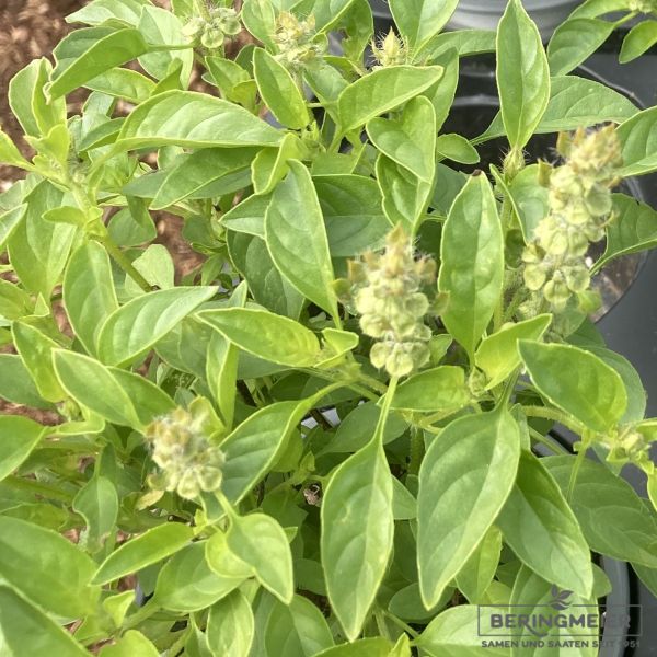 Basilikum Helios - Zitronenbasilikum