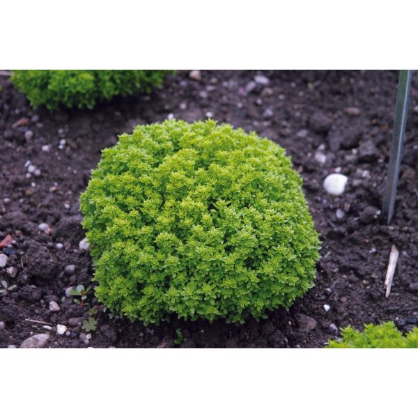 Basilikum kleinblättrig Fin vert nain compact - Bio