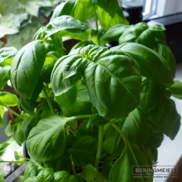 Basilikum großblättrig Lihi