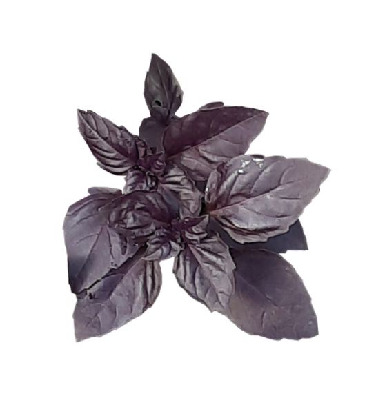 Basilikum rotblättrig Purple Rain Bio
