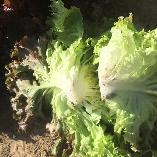 Innenseite Bataviasalat rot Kovalski