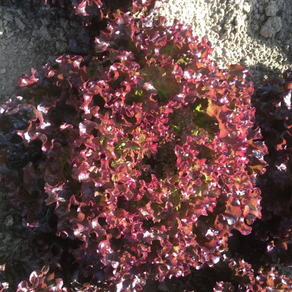 Bataviasalat rot Bartal - Bio