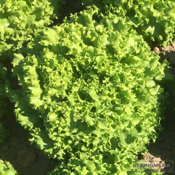 Bataviasalat grün Amaroza - bio