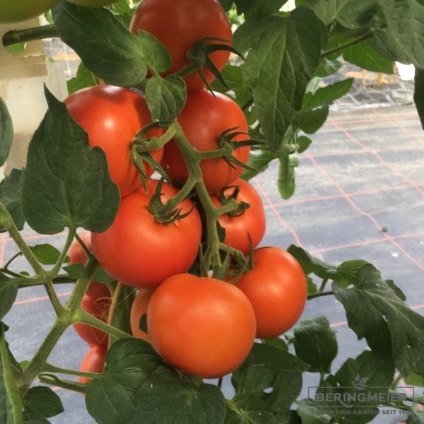Tomate Bauna F1 - normalfrüchtige Tomate