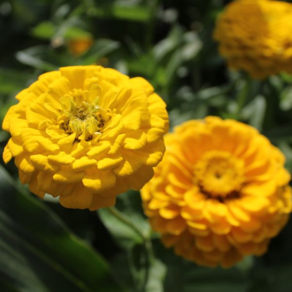Zinnia elegans Zinnita Yellow - ungebeizt
